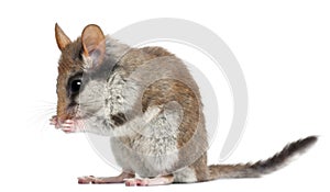 Garden Dormouse, Eliomys Quercinus