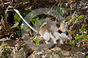 Garden Dormouse, Eliomys Quercinus, in the countryside