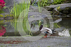 Garden duck pond