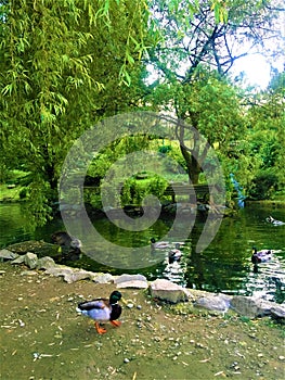 Garden, ducks, water, lake, trees, light, animals and nature