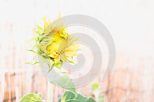 A garden dwarf sunflower with a diaphanous background photo