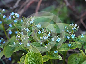 Garden early forget-me-nots.Delicate blue flowers of spring forget-me-nots