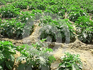 Garden Egg plant in the field