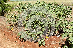 Garden Egg Plants At Roadside