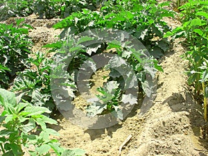 Garden Egg plants in row
