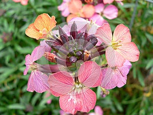 Garden erysimum