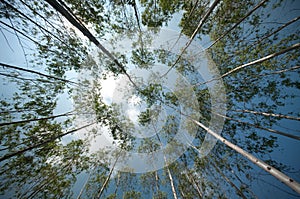 Garden of eucalyptus