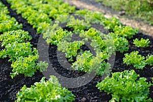 garden from farmers without farmers Concept of vegetable garden,kitchen and non-toxic food