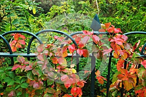 Garden Fence