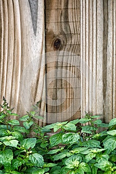 Garden fence behind green patchouly plant