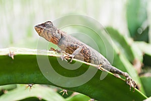 Garden fence lizard / oriental garden lizard