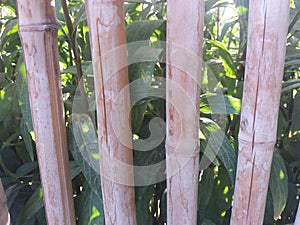 garden fence Made Of Bamboo to protect plants