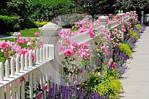 Garden fence with pink roses