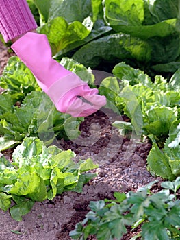 Garden fertilizing