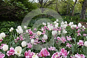 Colorful Tulips and Flowers during Spring in a Central Park Garden in New York City