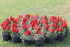 A garden filled with different flowers creates a vibrant and refreshing atmosphere. photo