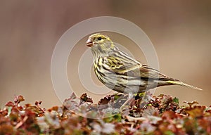 Garden finch Serinus serinus photo