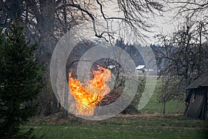 Garden fire flames with smoke, burning tree waste