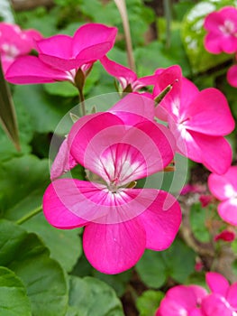 Garden flower