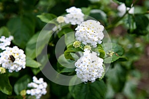 garden flower another color blooms picture important unique sizes value all negritos cinco camara nice flowers lantana come col