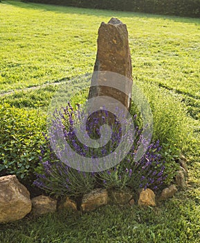 Garden flower bed with blooming lavender, mint, and oregano with big sandstone rock and stone border on background of