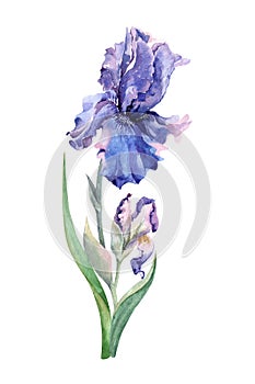 Garden flower blue iris stem with green leaves and buds. Blooming beautiful plant. Isolated natural element white background. Hand