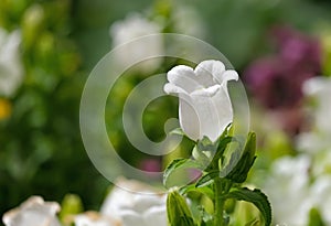 Garden flower Canterbury bells lat.- Campanula medium