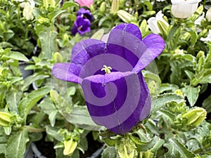 Garden flower Canterbury bells lat.- Campanula medium