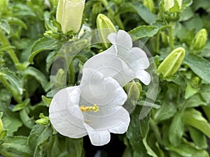 Garden flower Canterbury bells lat.- Campanula medium