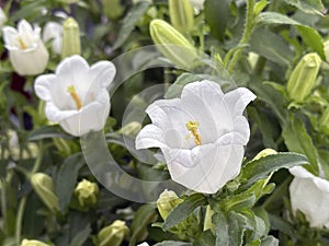 Garden flower Canterbury bells (lat.- Campanula medium