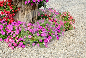 Garden with flower and colorful plant