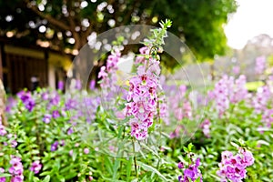 Garden with flower and colorful plant