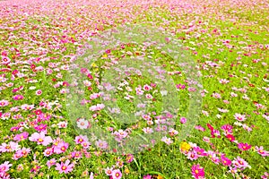 Garden with flower and colorful plant