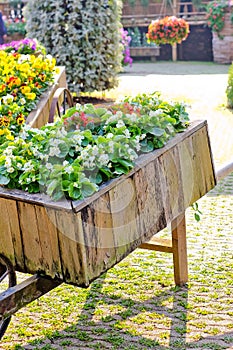 Garden with flower and colorful plant