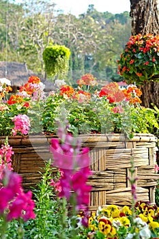 Garden with flower and colorful plant