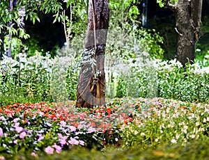 Garden with flower and colorful plant