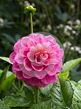 Garden flower Dahlia Milena Fleur