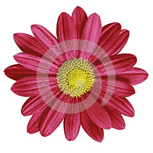 Garden flower dark red yellow daisy isolated on white background. Close-up. Macro. Element of design