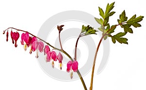 Garden flower - Lamprocapnos spectabilis - bleeding heart