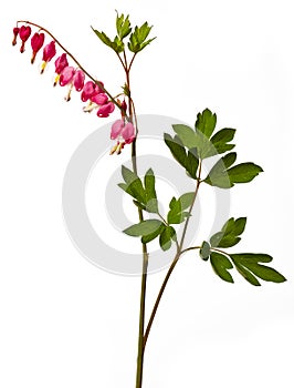 Garden flower - Lamprocapnos spectabilis - bleeding heart