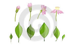 Garden Flower and Leaf Growth Stages, Pink Flower Flourish Process Vector Illustration