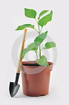 Garden flower pot with shovel and sprout