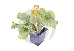 Garden flower Primula