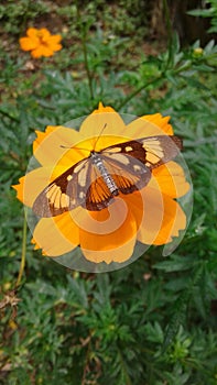 Garden flower rested from a butterfly photo