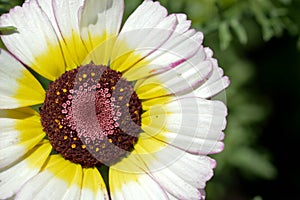 Garden flower stamen, pistil, close up, yellow, white petals