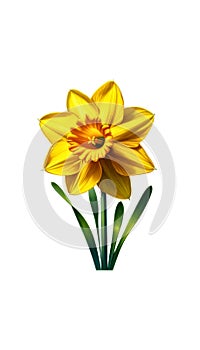 Garden flower. Yellow daffodil flowers, watercolor illustration.Botanical bouquet on white background