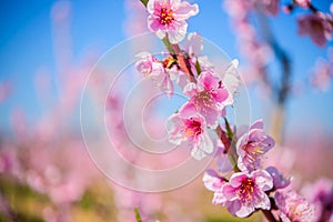 Garden of flowering almond trees against blue sky