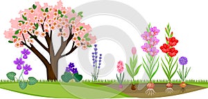 Garden with flowering tree and different blooming plants