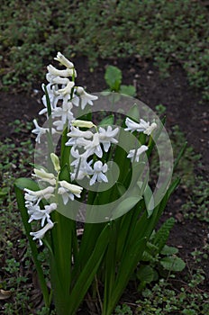 Garden with flowering white hyacinths, Sofia