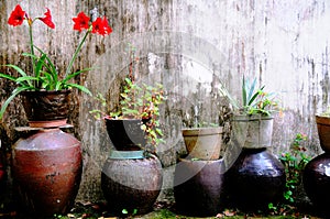 Garden flowerpots and plants photo